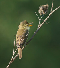 Singing Marsh Warbler on branch of burdock