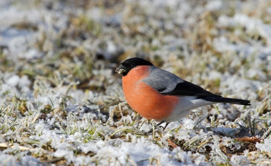 Bullfinch on the covered hoarfrost earth 