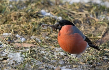 Bullfinch on the covered hoarfrost earth 