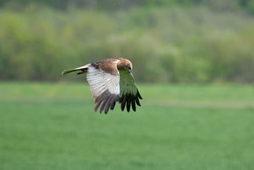 Western marsh harrier in flight 
