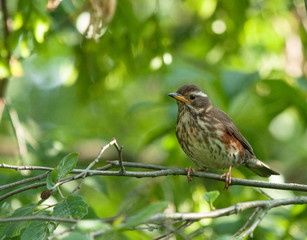Redwing on the branch