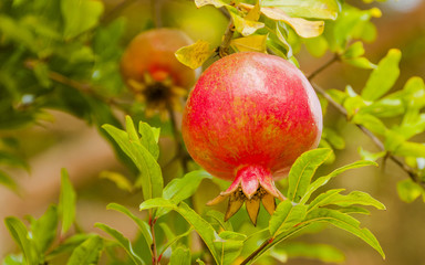 Granatapfel, Granitapfelbaum, Obstbaum, Herbst, Italien