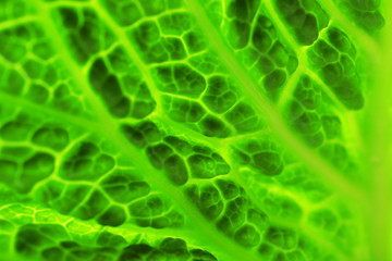 Green cabbage leaf background