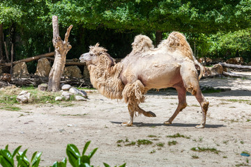 Bactrian camel