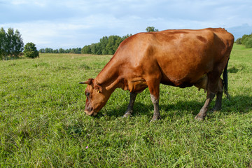 Naklejka na ściany i meble Cows on pasture