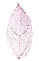 Foto op Plexiglas Bladnerven Decoratief skeletblad dat op wit wordt geïsoleerd