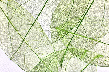 Papier Peint photo Autocollant Feuille de veine décorative Fond de feuilles de squelette décoratif