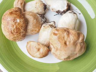 Porcini Mushroom