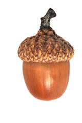 Acorn isolated on white background
