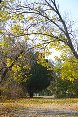 Naklejka premium Beautiful autumn park