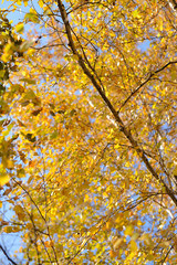 Autumn tree twigs on sky background