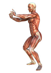 Muscle Maps