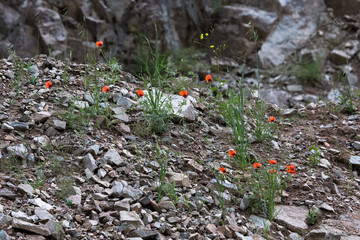 Red flowers among the stones