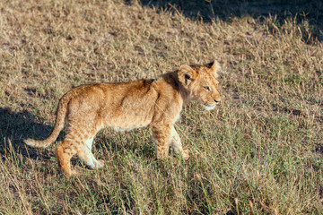 Fototapeta na wymiar lion cub on the plains Kenya