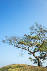 Pinus sylvestris