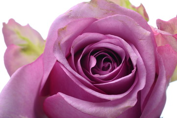 Pink rose flower