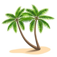 Obraz premium Palm trees