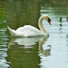 swans on the water