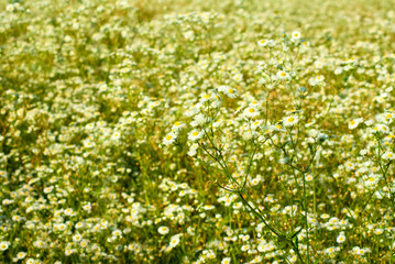 Obraz na płótnie Canvas daisies in a field closeup