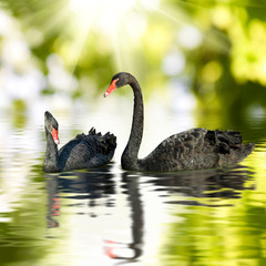 two black swans on the water