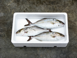 fresh Mediterranean Greater amberjack