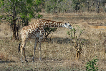 Giraffe in beim fressen
