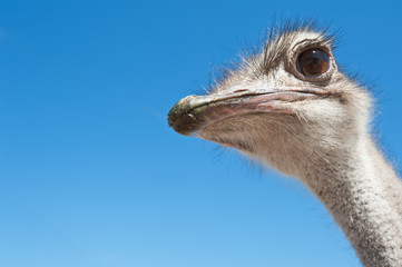 ostrich