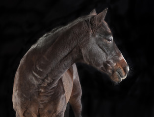 Fototapeta na wymiar brown horse looking to the side