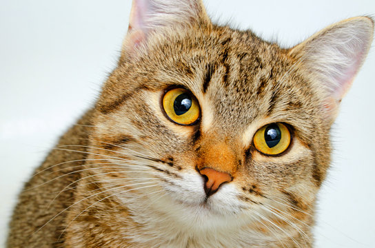 Cat Face Images Browse 37 Stock Photos Vectors and Video Adobe Stock