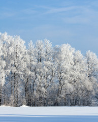 Snow covered rimed trees