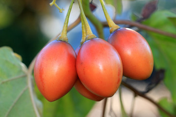 Tamarillo (Cyphomandra betacea)