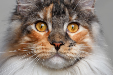 closeup white with ginger Maine Coon cat