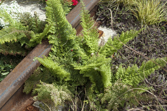 Grabbepflanzung, Krauser Wurmfarn, Dryopteris, filix-mas,
