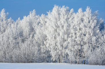Snow covered rimed trees