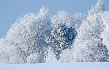 Snow covered rimed trees