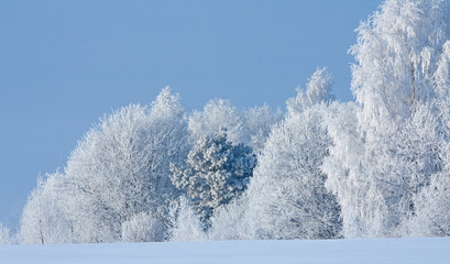 Snow covered rimed trees