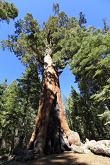 Fototapeta na wymiar séquoia géant, mariposa grove, yosemite
