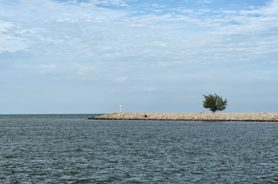 Single tree at the pier at the sea under cloudy sky - all in blu
