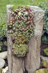 Grabbepflanzung; Randbepflanzung,