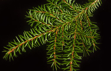 spruce twig on a black background