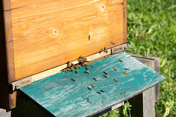 Beekeeping