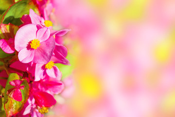 Fototapeta na wymiar Pink flowers with green leaves