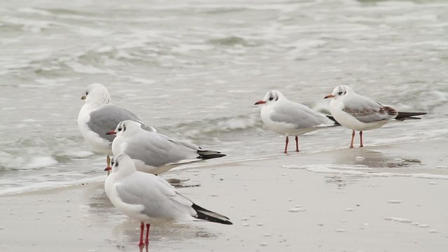 Wild sea gulls