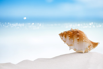 Obraz na płótnie Canvas tropical sea shell on white Florida beach sand under the sun li
