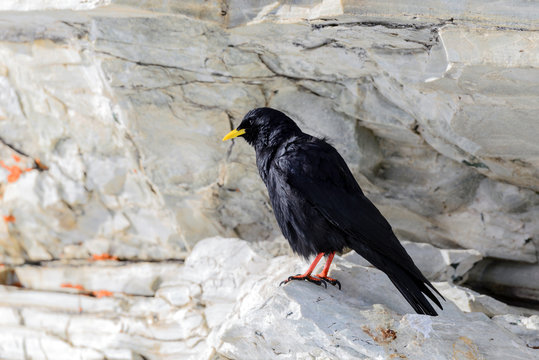 Gracchio alpino su roccia - Pyrrhocorax graculus