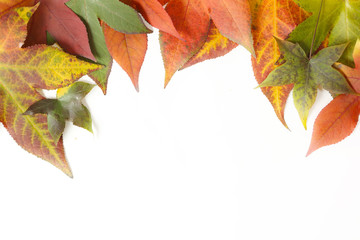 Autumn frame - colorful maple leaves on white background.