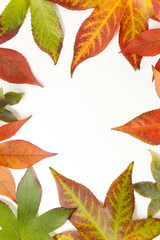 Fototapeta premium Autumn frame - colorful maple leaves on white background.