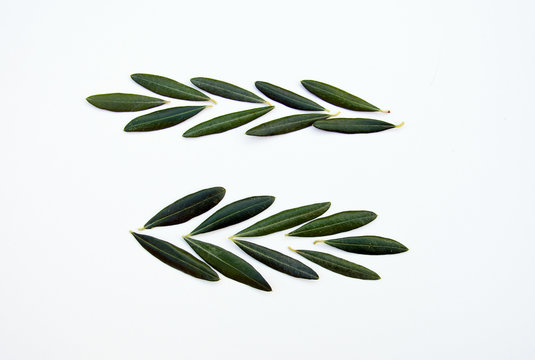 Olive  leaves