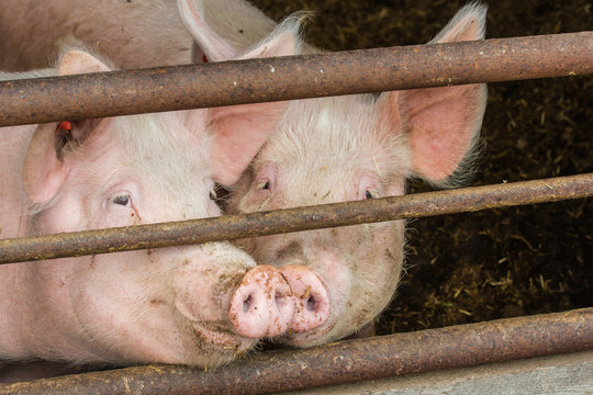 Schweine im Stall