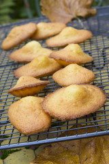 Madeleines à la vanille